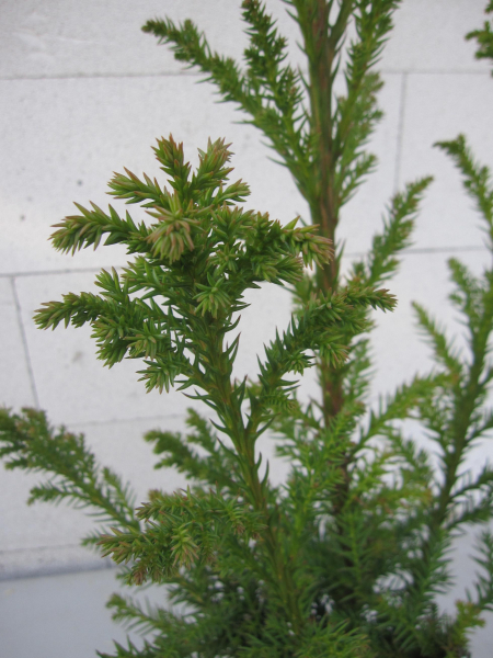 Crytomeria japonica Giokomo - Sicheltanne Giokomo - 40-60cm