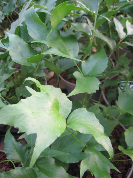 Cryptomium falcatum 1