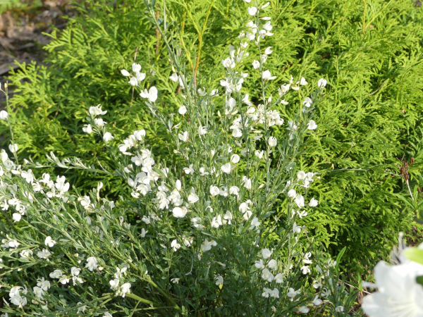 Cytisus x praecox Albus