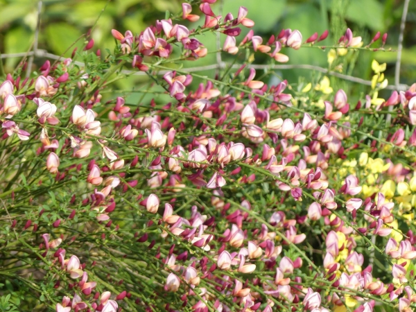 Cytisus x praecox Hollandia 1