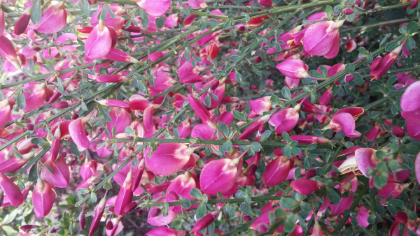 Cytisus scoparius Boskoop Ruby