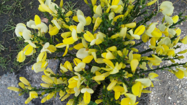 Cytisus scoparius Dukaat