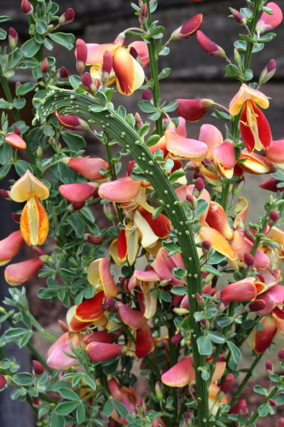 Cytisus scoparius Fantasy