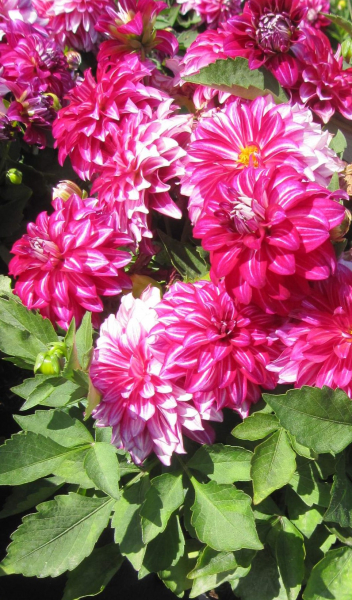 Dahlie Lubega ® Power Cherry Stripes 1