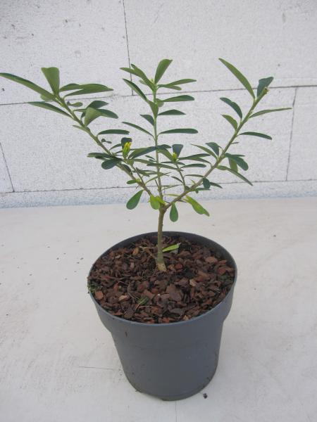 Daphne gemmata Royal Crown 3