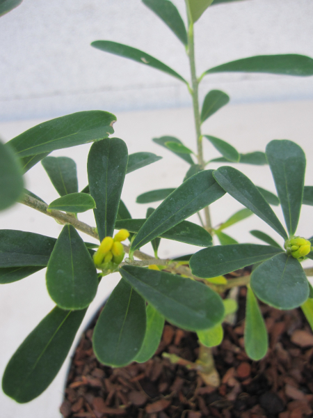 Daphne gemmata Royal Crown 2