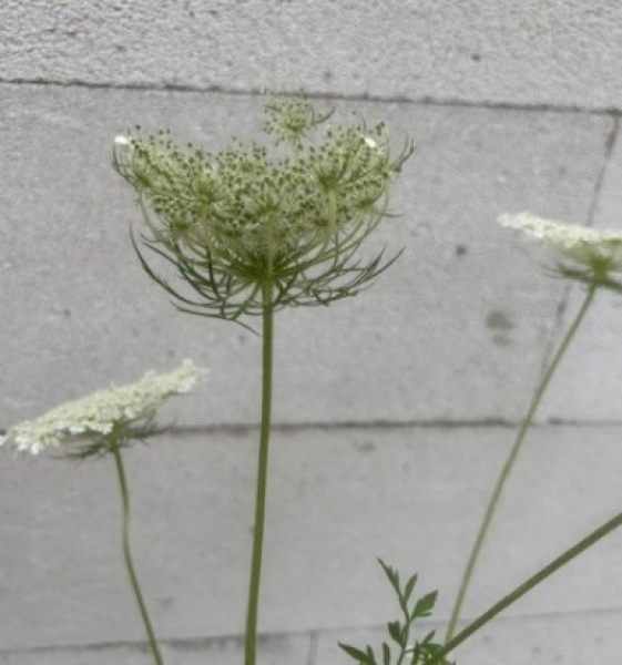 Daucus carota 3