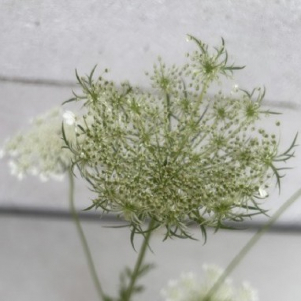 Daucus carota 2