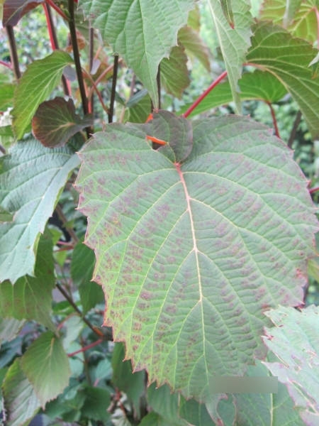 Davidia involucrata3