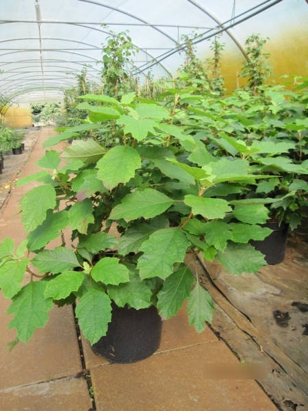 Davidia involucrata4