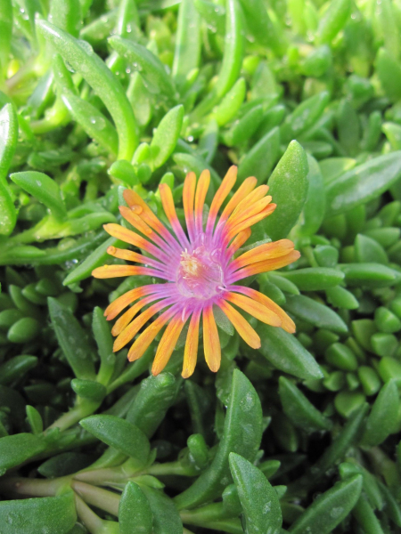 Mittagsblume Sundella Orange 1