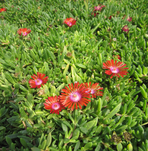 Mittagsblume Sundella Red 3
