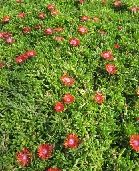 Mittagsblume Sundella Red 2