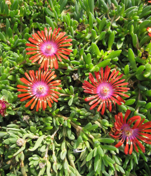 Mittagsblume Sundella Red 1