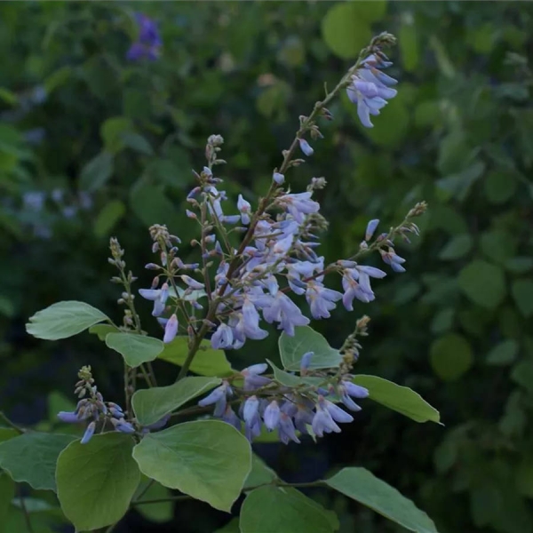 Desmodium elegans Albiflorum 2