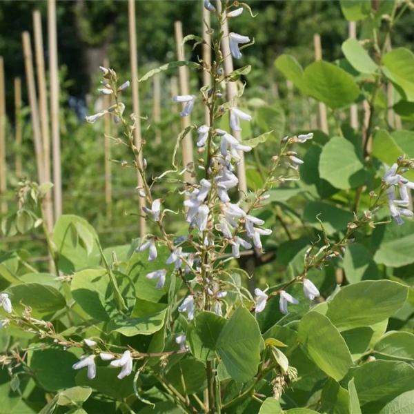 Desmodium elegans Albiflorum 3