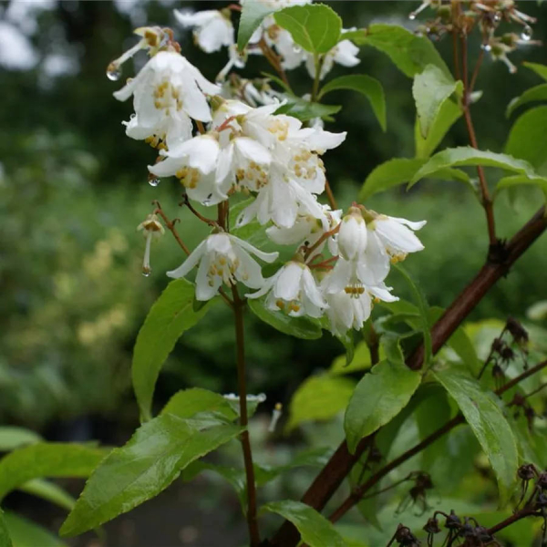 Deutzia glaucophylla