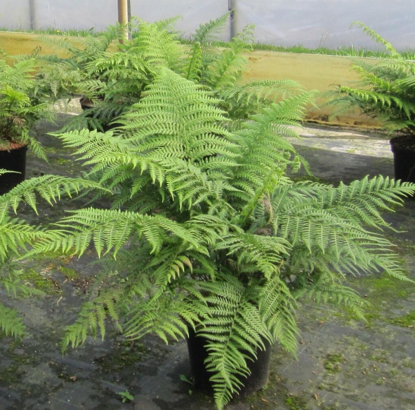 Dicksonia antarctica 1