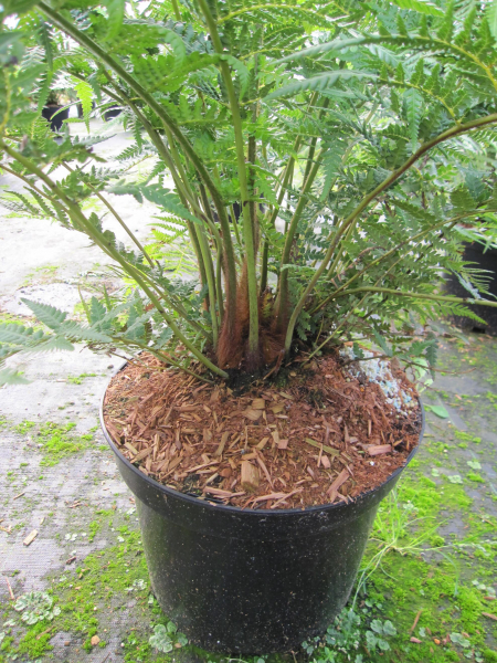 Dicksonia antarctica 2