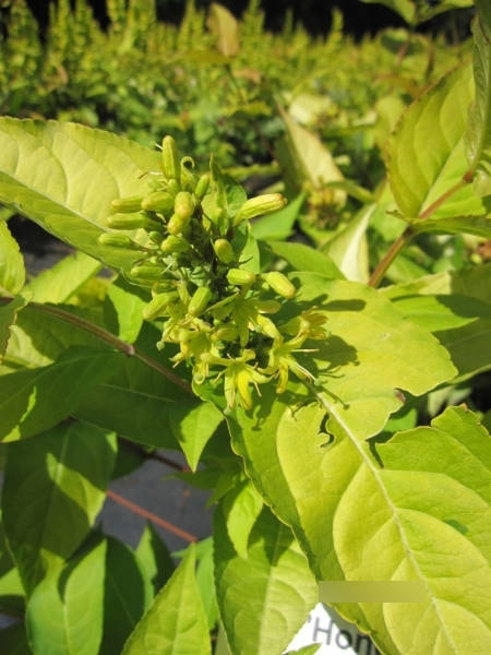 Buschgeißblatt Honeybee