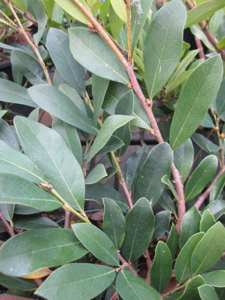 Distylium racemosum Blue Cascade 2