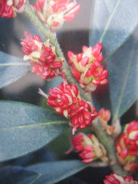 Distylium racemosum Blue Cascade 2