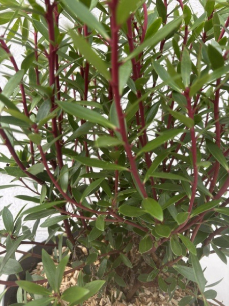 Tasmanischer Bergpfeffer - Drimys lanceolata - Gewürzbaum weiblich - 40-60cm