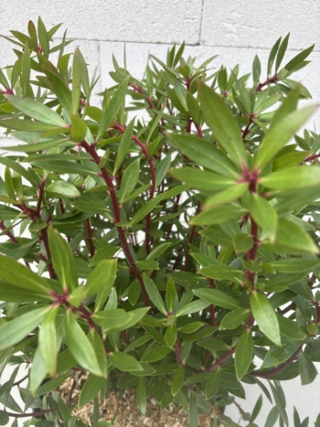 Tasmanischer Bergpfeffer - Drimys lanceolata - Gewürzbaum weiblich - 40-60cm