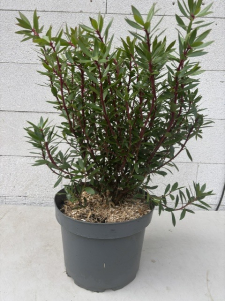 Tasmanischer Bergpfeffer - Drimys lanceolata - Gewürzbaum weiblich - 40-60cm