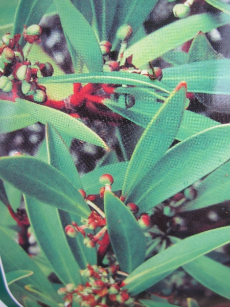 Tasmanischer Bergpfeffer - Drimys lanceolata - Gewürzbaum weiblich - 40-60cm