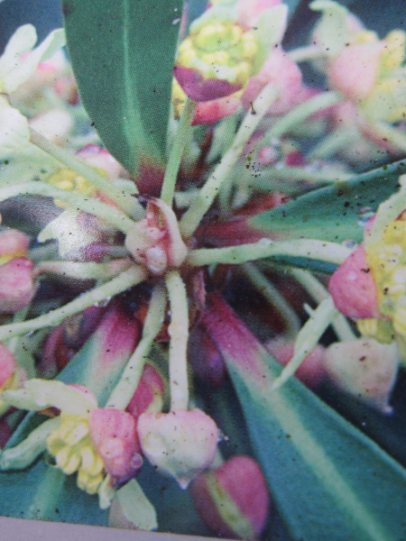 Drimys lanceolata Red Spice 3