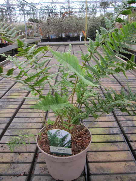 Dryopteris affinis Pinderi 2