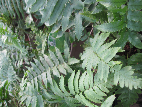 Dryopteris atrata 3