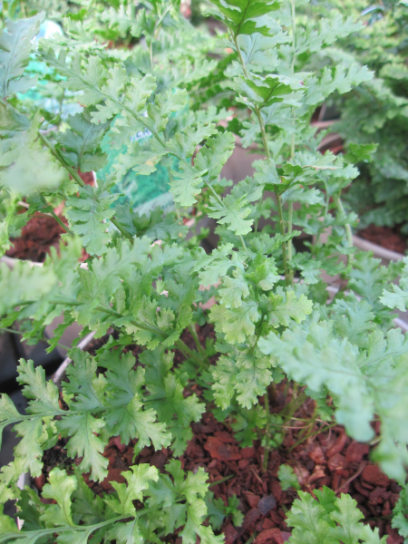 Dryopteris filix mas Barnesii 3