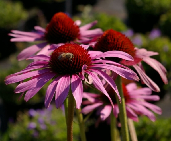 Echinacea purpurea Magnus 1
