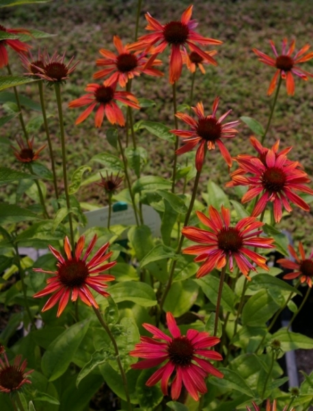 Echinacea purpurea Sundown 1
