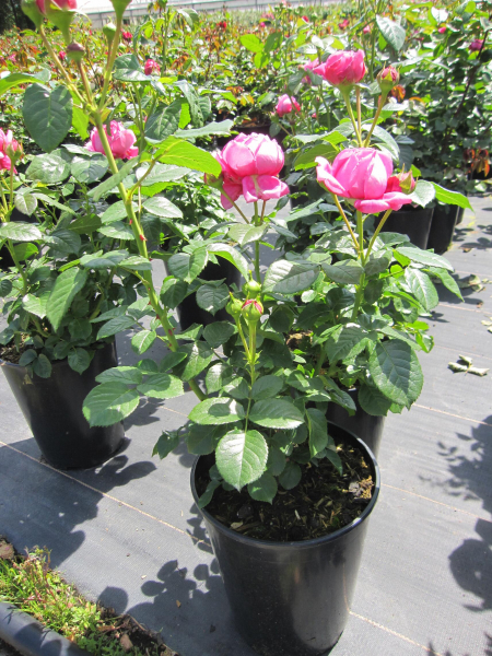 Edelrose Anuschka 3