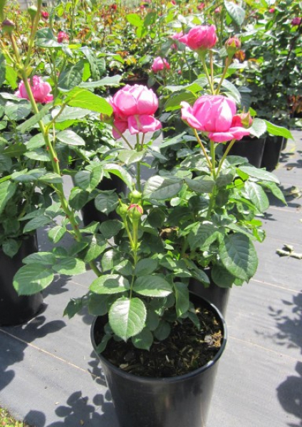 Edelrose Anuschka 3