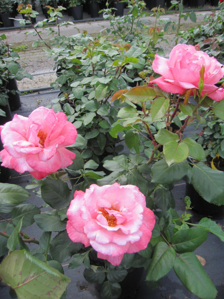 Edelrosen Arioso 3