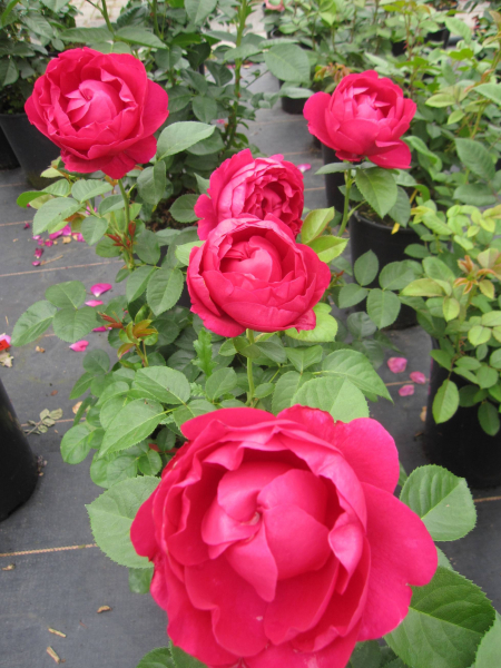 Edelrose Ascot 1