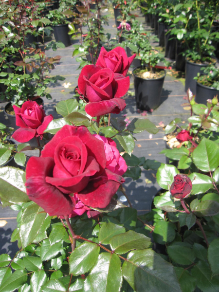 Edelrose Bellevue 1
