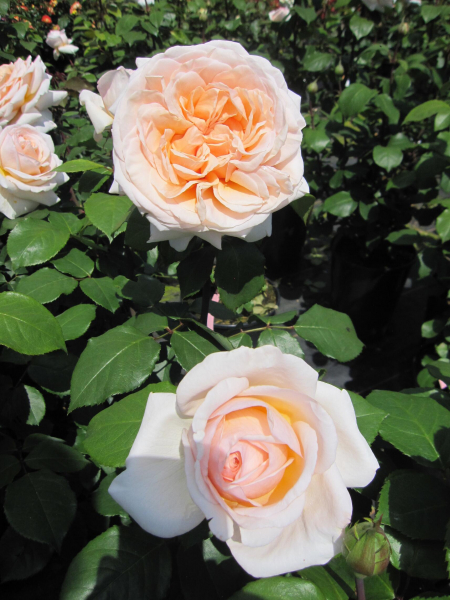 Edelrose Better Times 1