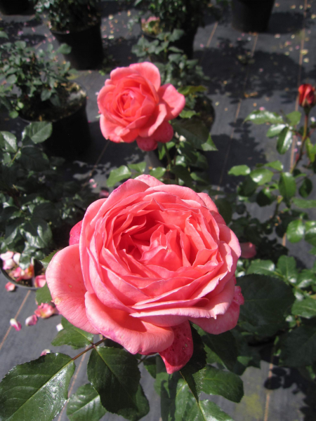 Rosa Bijou Corail ® - Edelrose - Duft++++ - Delbard-Rose