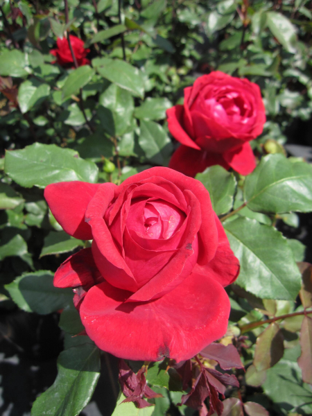 Edelrose Burgundy Vaza 1
