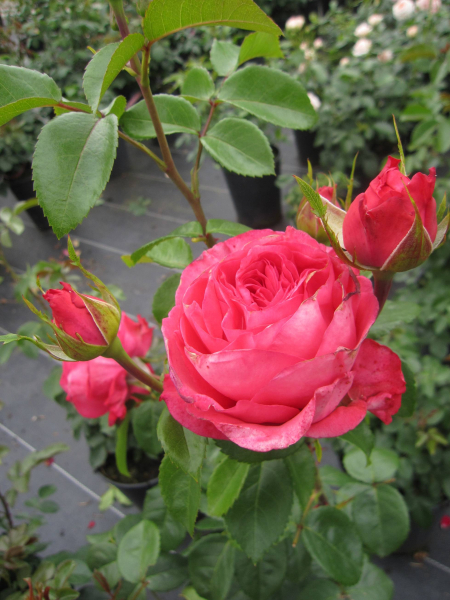 Edelrose Cherry Lady 2