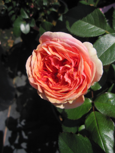 Edelrose Chippendale 3