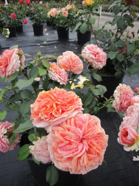 Edelrose Chippendale 2