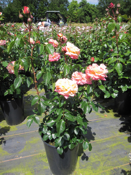 Edelrose Concorde 3