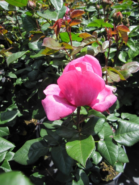 Edelrose Desiree 2