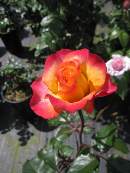 Edelrose Flaming Star 2